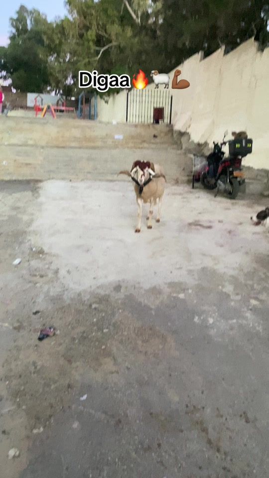 TikTok video thumbnail by simbaa.hdj
