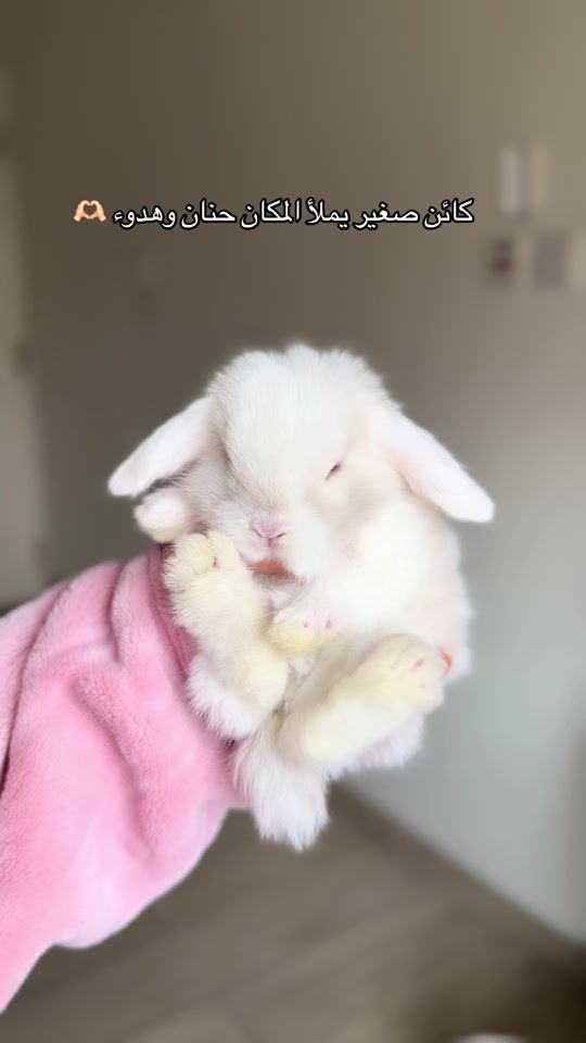 TikTok video thumbnail by rabbitqtr
