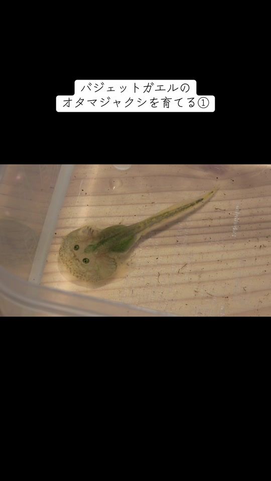 TikTok video thumbnail by mushi_frog