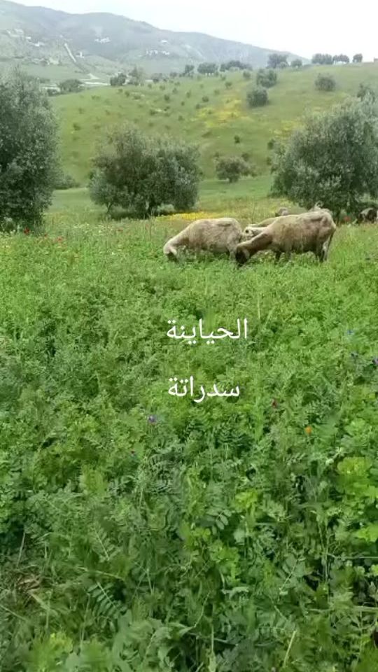 TikTok video thumbnail by hakima.belfares