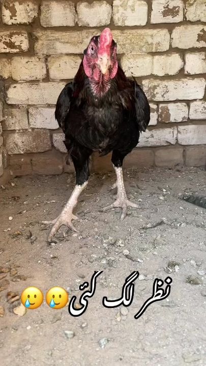 TikTok video thumbnail by muragh.bazi.official