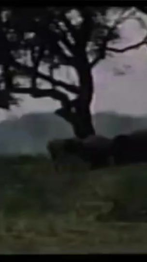 TikTok video thumbnail by elcinbabayev341