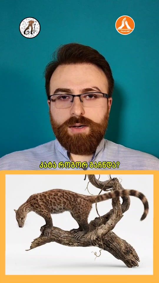 TikTok video thumbnail by pawcast_
