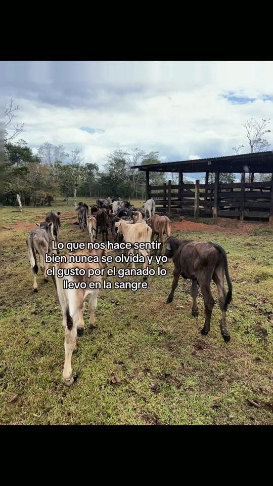 TikTok video thumbnail by arroliga203