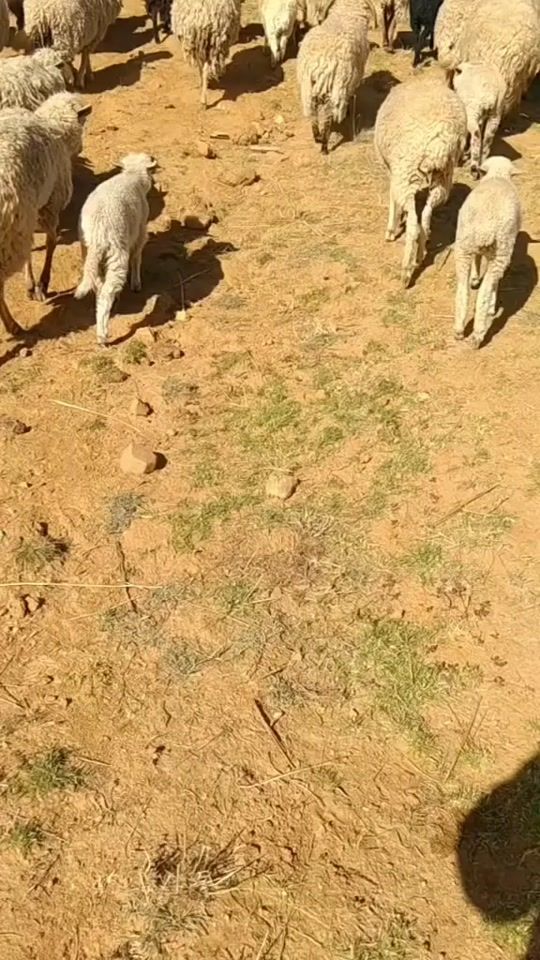 TikTok video thumbnail by wiliam4801
