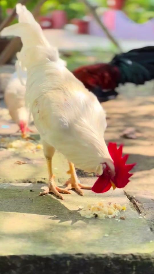 TikTok video thumbnail by abusufiantaj