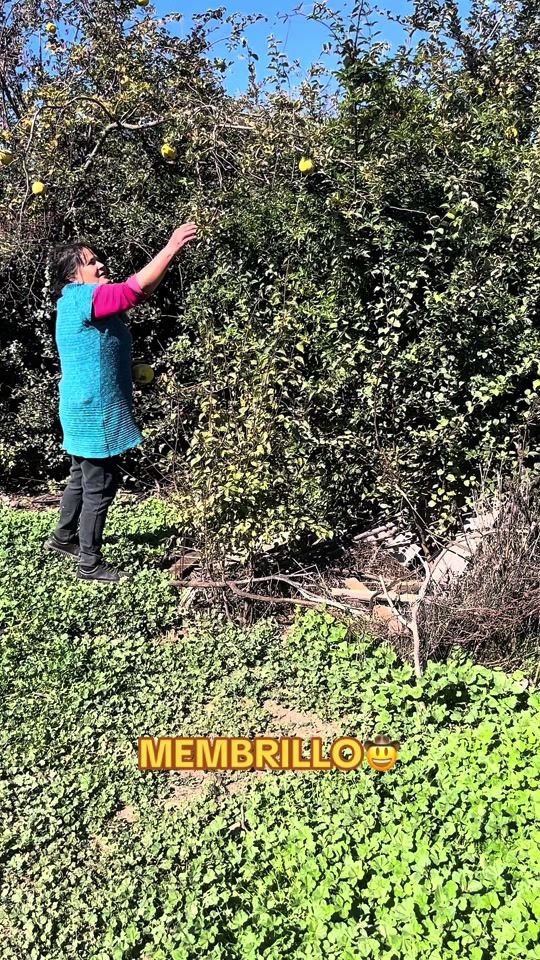 TikTok video thumbnail by elchato_chile