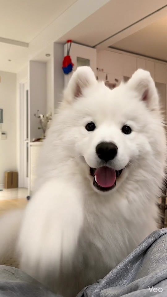 TikTok video thumbnail by tico.tok