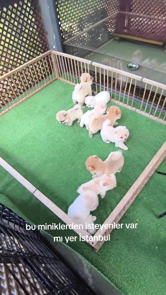 TikTok video thumbnail by pom.padell