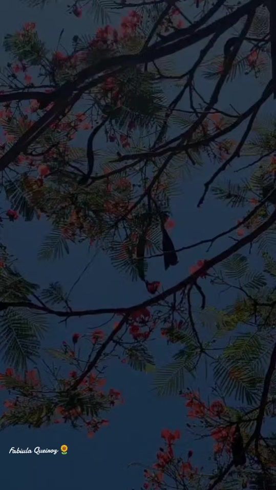 TikTok video thumbnail by fabiulaqueiroz0