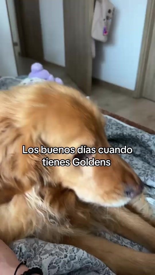 TikTok video thumbnail by maxylupegoldens