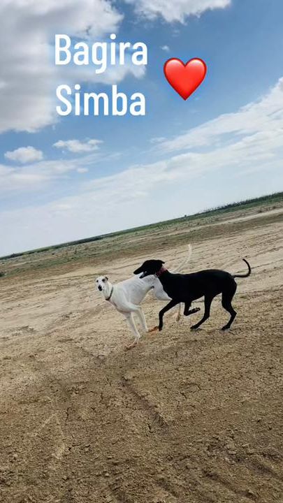TikTok video thumbnail by oussama_bzd_officiel