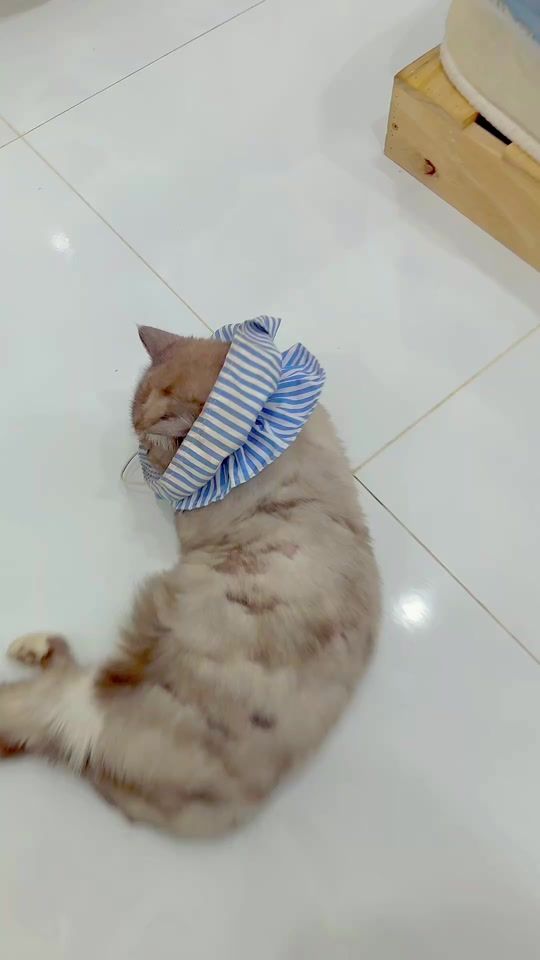 TikTok video thumbnail by conmeochabong