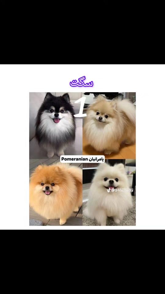 TikTok video thumbnail by helma.boyrati