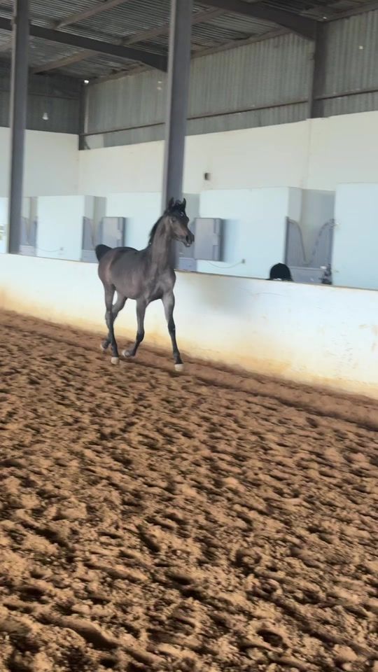 TikTok video thumbnail by wetnose__
