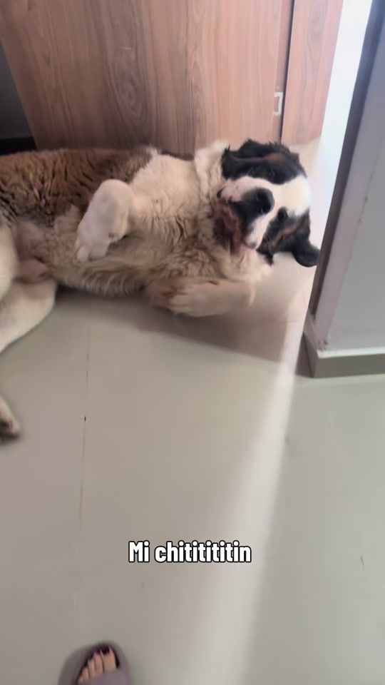 TikTok video thumbnail by soyangiego