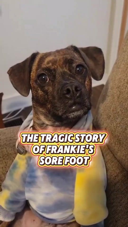 TikTok video thumbnail by frankiegusandlucy