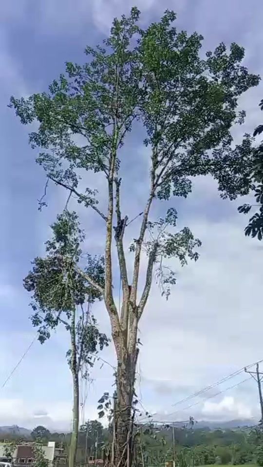 TikTok video thumbnail by climbingtraesandpruning