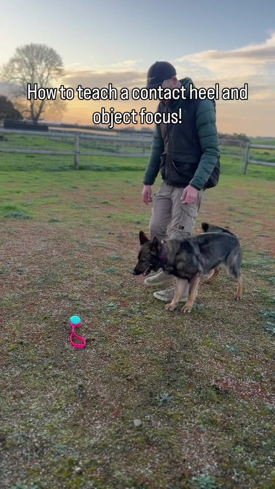 TikTok video thumbnail by jamiethedogtrainer