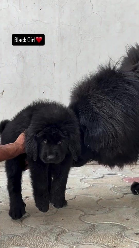 TikTok video thumbnail by kashmiri_bakrwal_dog