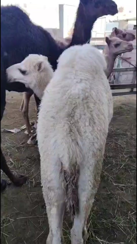TikTok video thumbnail by a0530009052