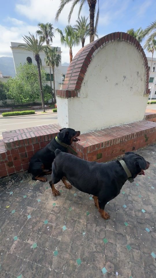 TikTok video thumbnail by khamlichi.rottweiler