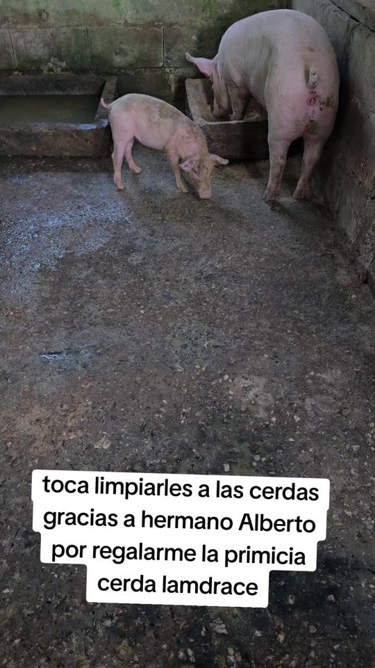 TikTok video thumbnail by elder789villa