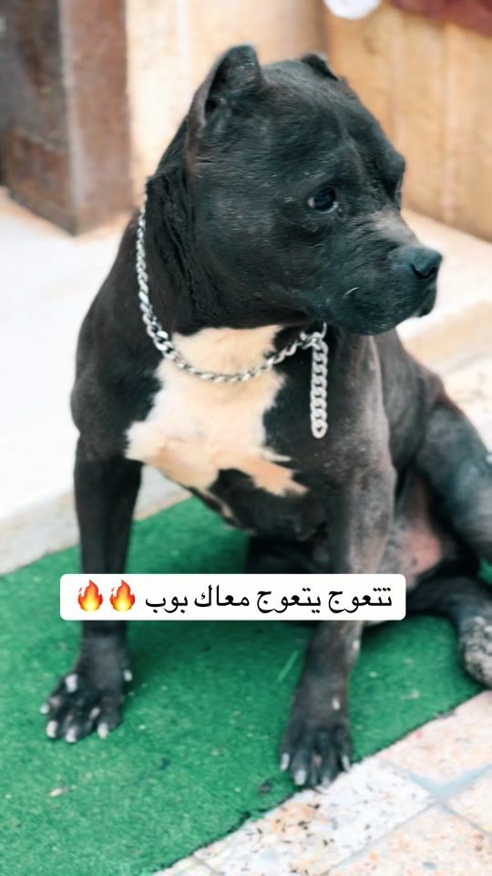 TikTok video thumbnail by cef_you_0
