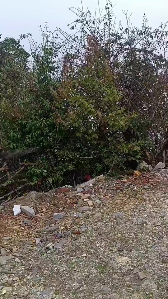 TikTok video thumbnail by changlu11