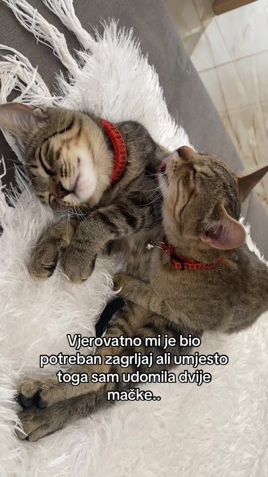 TikTok video thumbnail by simba.skviki