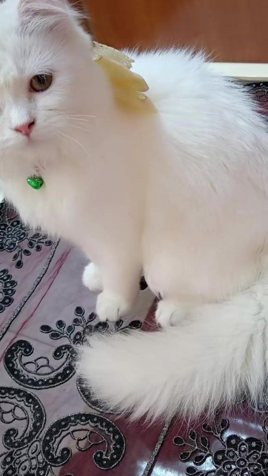 TikTok video thumbnail by user2057196200975