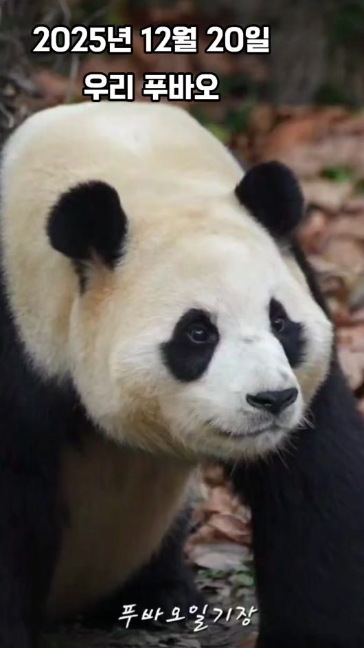 TikTok video thumbnail by fubaodiary