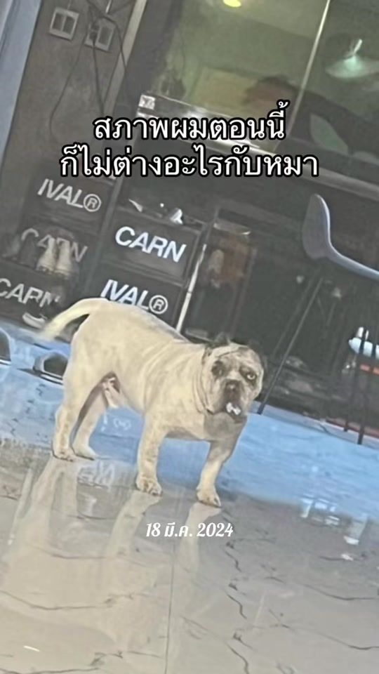 TikTok video thumbnail by sompapada