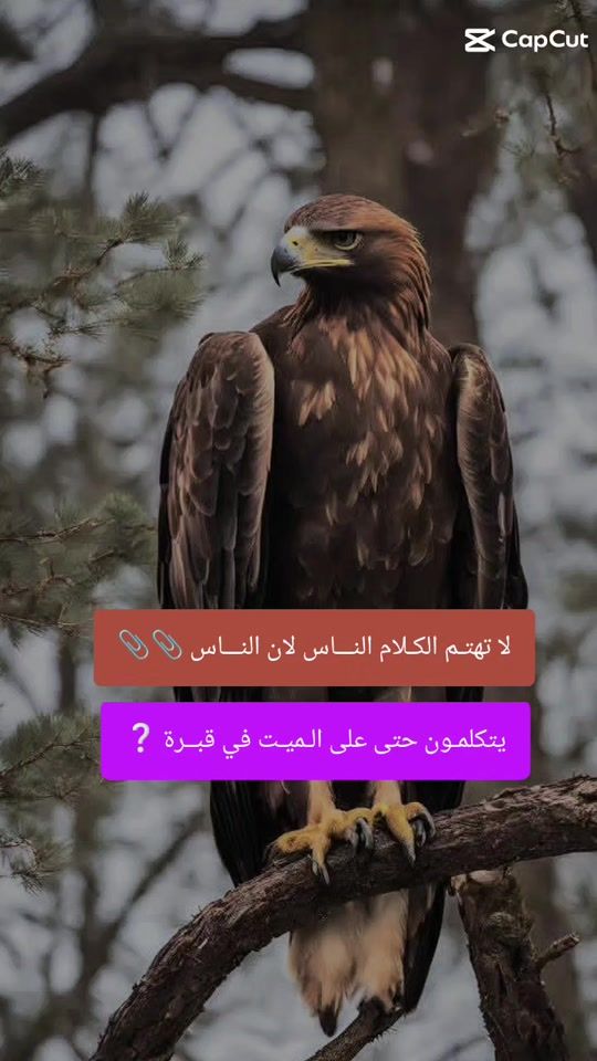 TikTok video thumbnail by ans61631vu5