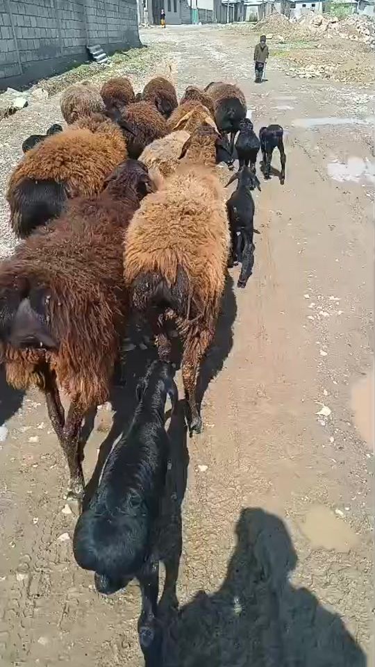 TikTok video thumbnail by emomov_najibullo