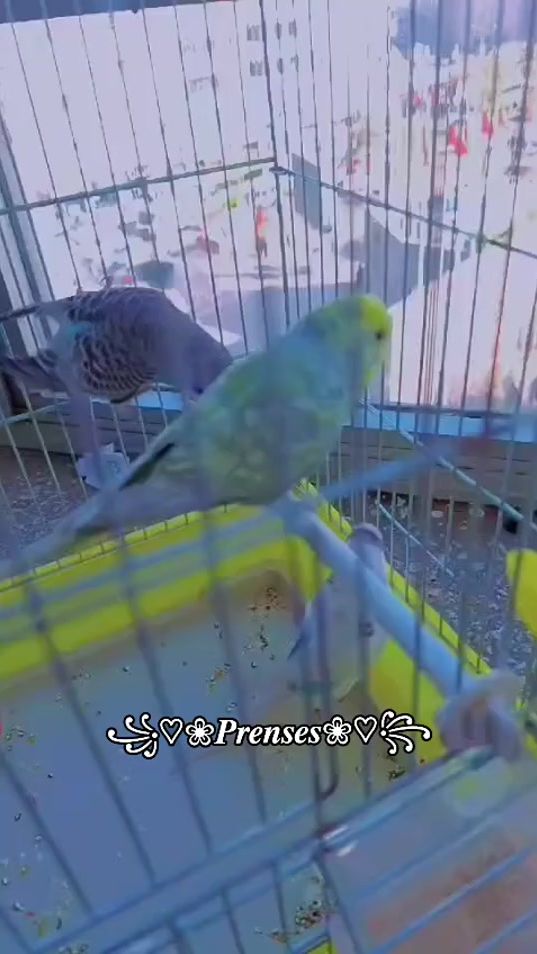 TikTok video thumbnail by prenses_h_27