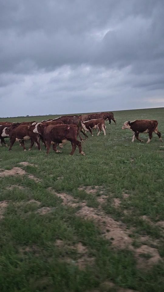 TikTok video thumbnail by nurdauletknb