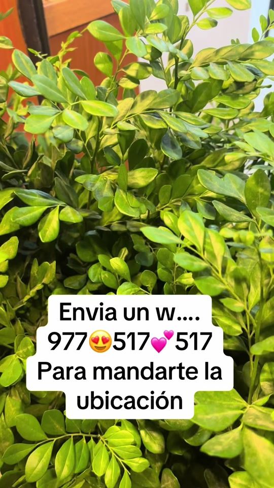 TikTok video thumbnail by miprofefidelito