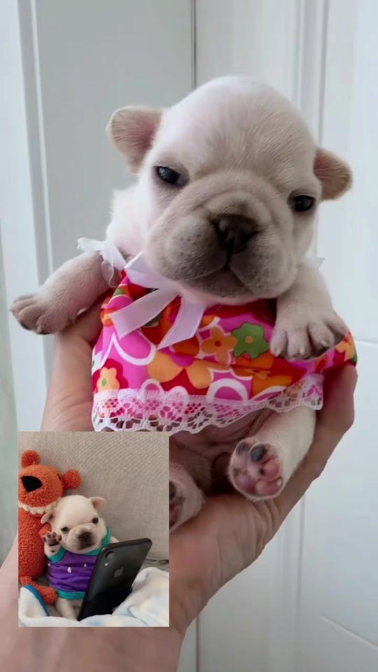 TikTok video thumbnail by thepibblepost