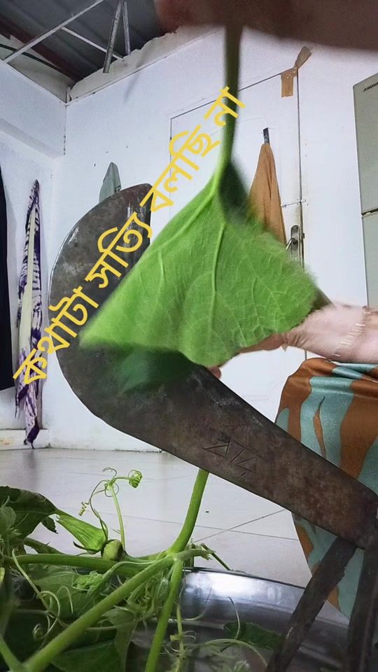 TikTok video thumbnail by apply8640
