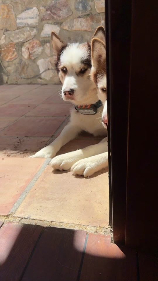TikTok video thumbnail by huskings