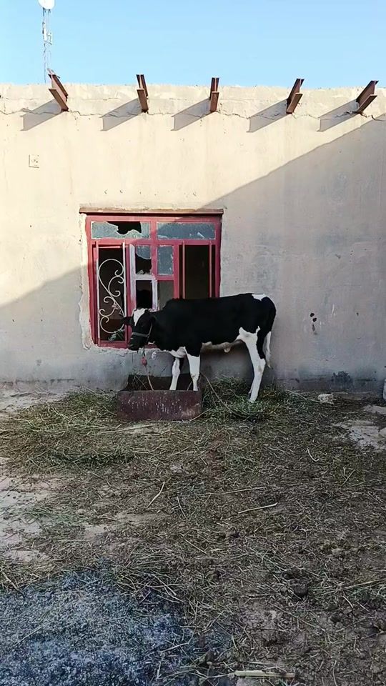 TikTok video thumbnail by 131no