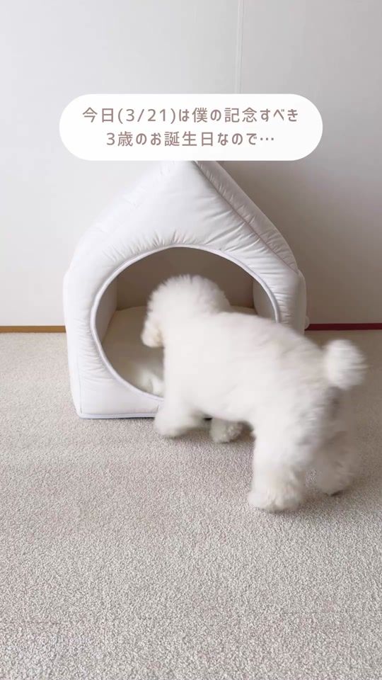 TikTok video thumbnail by _shishimaru_