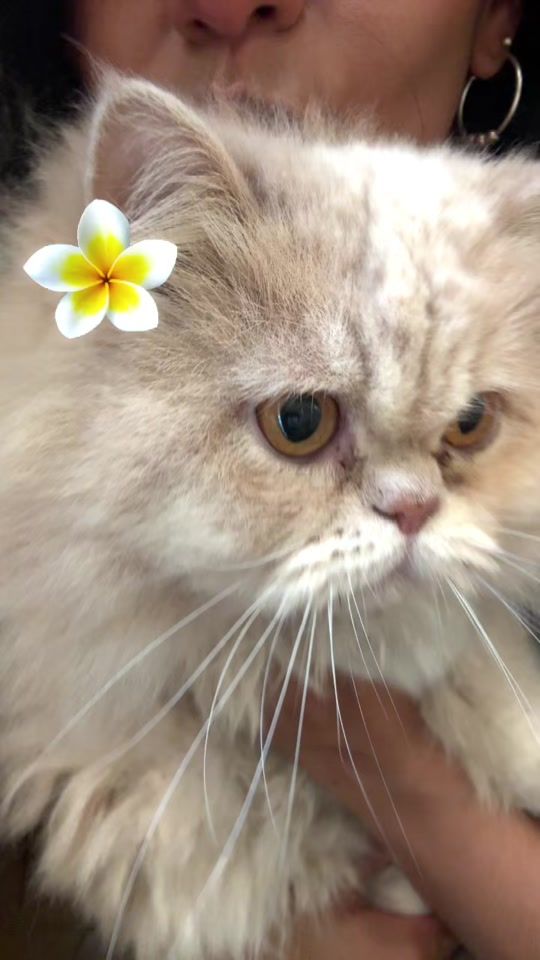 TikTok video thumbnail by aleydayemayusa