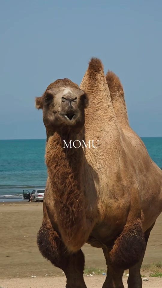 TikTok video thumbnail by sumqayit_devesi