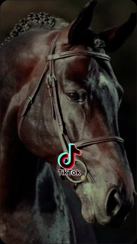 TikTok video thumbnail by status_vaquejada.ofc