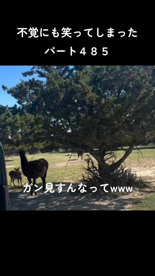 TikTok video thumbnail by papa.0555
