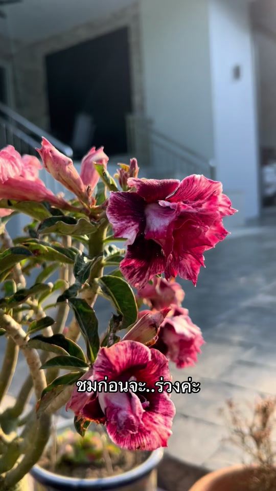 TikTok video thumbnail by sutisa.t