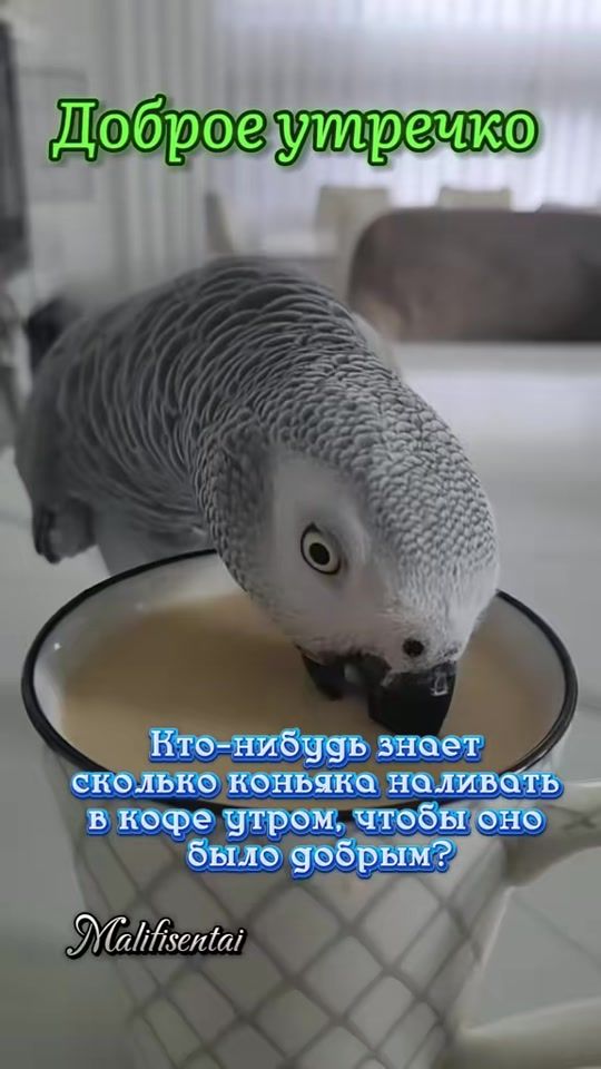 TikTok video thumbnail by malifisentai