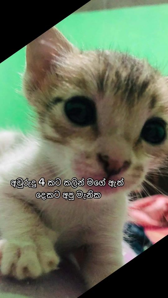 TikTok video thumbnail by nima_pama
